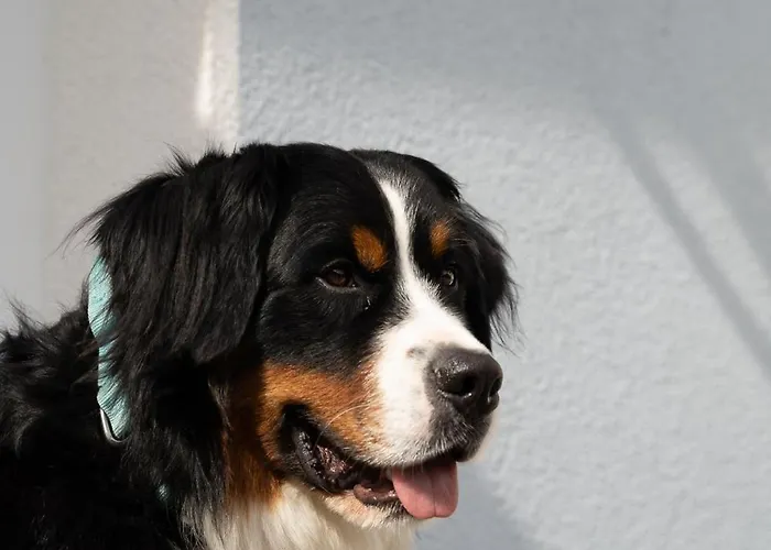 Haus Forellenhof Ишгль